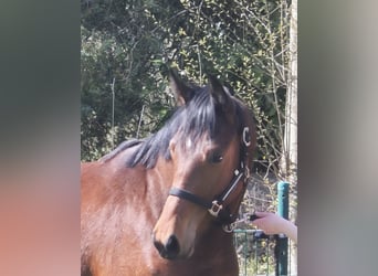 Oldenburg, Gelding, 2 years, 16.2 hh, Bay-Dark
