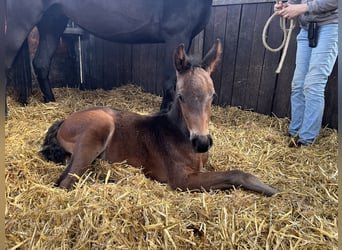 Oldenburg, Gelding, 2 years, 16.2 hh, Brown