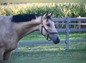 Oldenburg, Gelding, 2 years, 16.2 hh, Buckskin