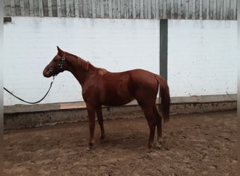 Oldenburg, Gelding, 2 years, 16,2 hh, Chestnut-Red