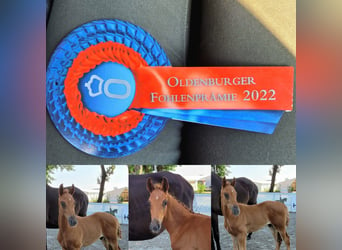 Oldenburg, Gelding, 2 years, 16,2 hh, Chestnut-Red