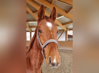 Oldenburg, Gelding, 2 years, 16,2 hh, Chestnut-Red