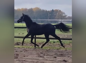 Oldenburg, Gelding, 2 years, 16.3 hh, Bay-Dark