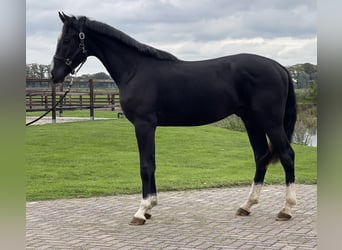 Oldenburg, Gelding, 2 years, 16 hh, Black
