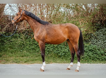 Oldenburg, Gelding, 2 years, 16 hh, Brown
