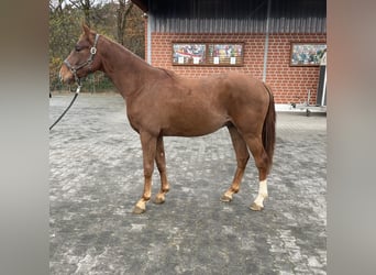 Oldenburg, Gelding, 2 years, 16 hh, Chestnut-Red