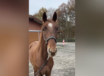 Oldenburg, Gelding, 2 years, 16 hh, Chestnut-Red