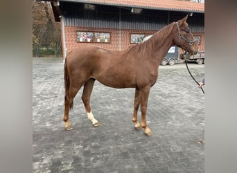 Oldenburg, Gelding, 2 years, 16 hh, Chestnut-Red