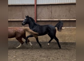 Oldenburg, Gelding, 2 years, 16,1 hh, Bay-Dark