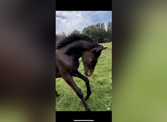 Oldenburg, Gelding, 2 years, 16,1 hh, Bay-Dark