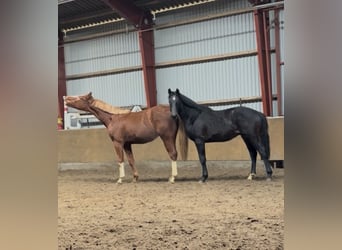 Oldenburg, Gelding, 2 years, 16,1 hh, Bay-Dark