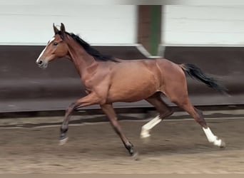 Oldenburg, Gelding, 2 years, 16,1 hh, Brown