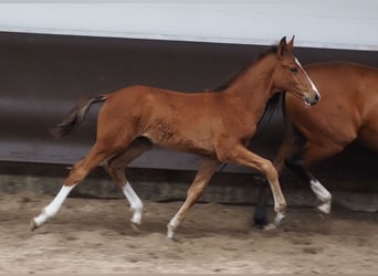 Oldenburg, Gelding, 2 years, 16,1 hh, Brown