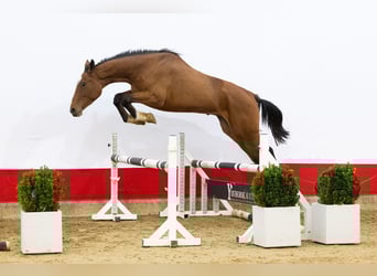 Oldenburg, Gelding, 2 years, 16,2 hh, Brown