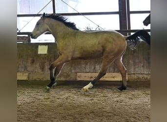Oldenburg, Gelding, 2 years, 16,2 hh, Buckskin
