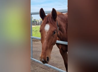 Oldenburg, Gelding, 2 years, 16,2 hh, Chestnut-Red