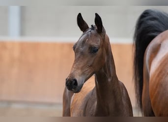 Oldenburg, Gelding, 2 years, 16,3 hh, Bay-Dark