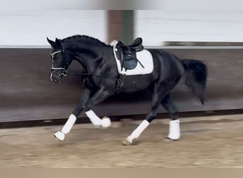 Oldenburg, Gelding, 2 years, 16,3 hh, Black