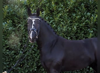 Oldenburg, Gelding, 2 years, 16,3 hh, Black