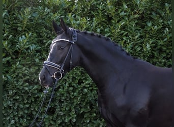 Oldenburg, Gelding, 2 years, 16,3 hh, Black