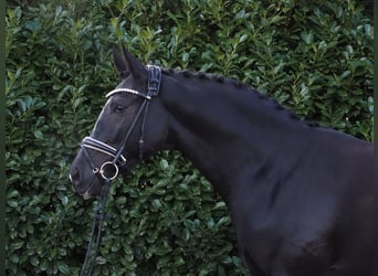 Oldenburg, Gelding, 2 years, 16,3 hh, Black