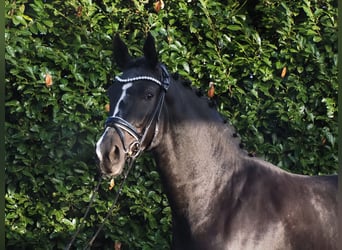 Oldenburg, Gelding, 2 years, 16,3 hh, Black