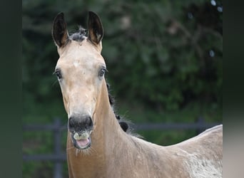 Oldenburg, Gelding, 2 years, 16,3 hh, Buckskin