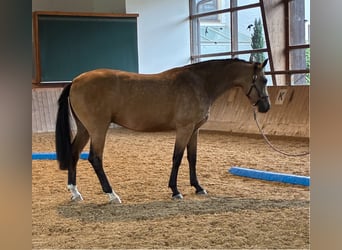 Oldenburg, Gelding, 2 years, 16,3 hh, Buckskin