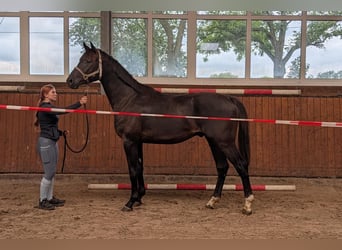 Oldenburg, Gelding, 2 years, Black