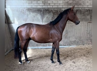 Oldenburg, Gelding, 3 years, 15.1 hh, Brown