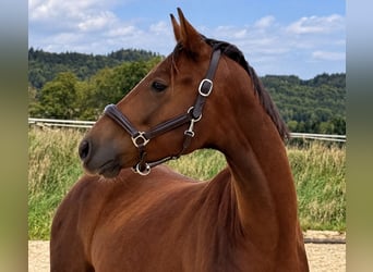 Oldenburg, Gelding, 3 years, 15.2 hh, Chestnut