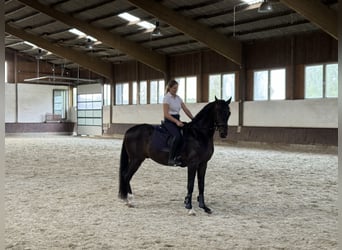 Oldenburg, Gelding, 3 years, 15,3 hh, Bay-Dark