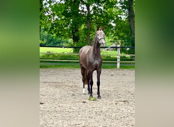 Oldenburg, Gelding, 3 years, 15,2 hh, Gray-Red-Tan