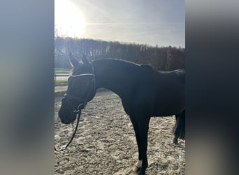 Oldenburg, Gelding, 3 years, 15,3 hh, Black