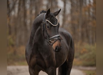 Oldenburg, Gelding, 3 years, 16.1 hh, Bay-Dark