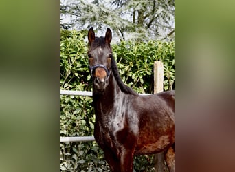 Oldenburg, Gelding, 3 years, 16.1 hh, Bay-Dark