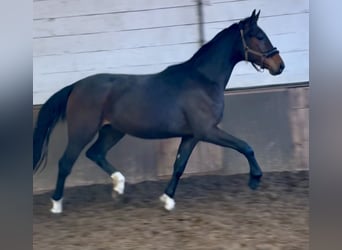 Oldenburg, Gelding, 3 years, 16.1 hh, Bay-Dark