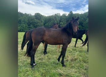 Oldenburg, Gelding, 3 years, 16.1 hh, Bay-Dark
