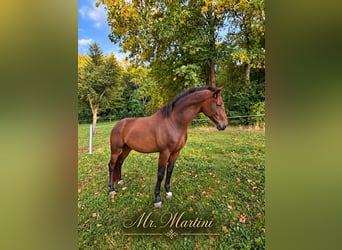 Oldenburg, Gelding, 3 years, 16.1 hh, Bay-Dark