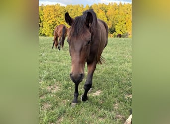 Oldenburg, Gelding, 3 years, 16.1 hh, Bay-Dark