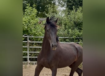 Oldenburg, Gelding, 3 years, 16.1 hh, Black