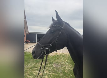 Oldenburg, Gelding, 3 years, 16.1 hh, Black