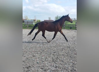 Oldenburg, Gelding, 3 years, 16.1 hh, Brown