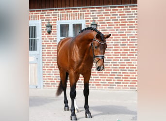 Oldenburg, Gelding, 3 years, 16.1 hh, Brown