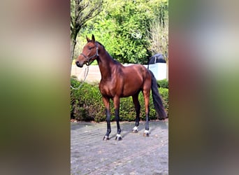 Oldenburg, Gelding, 3 years, 16.1 hh, Brown