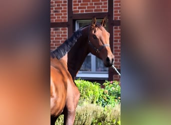 Oldenburg, Gelding, 3 years, 16.1 hh, Brown