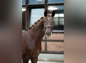 Oldenburg, Gelding, 3 years, 16.1 hh, Chestnut