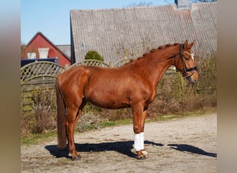 Oldenburg, Gelding, 3 years, 16.1 hh, Chestnut-Red