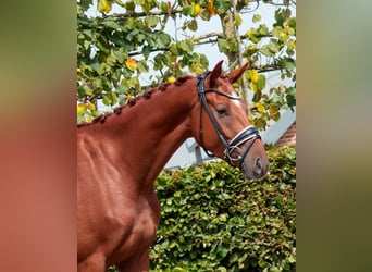 Oldenburg, Gelding, 3 years, 16.1 hh, Chestnut-Red