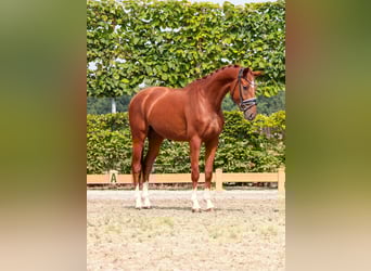Oldenburg, Gelding, 3 years, 16.1 hh, Chestnut-Red